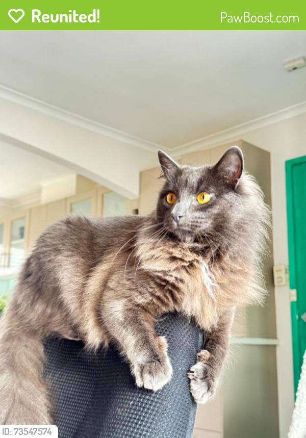 Reunited Male Cat last seen Near kiora st, Altona Meadows, VIC 3028
