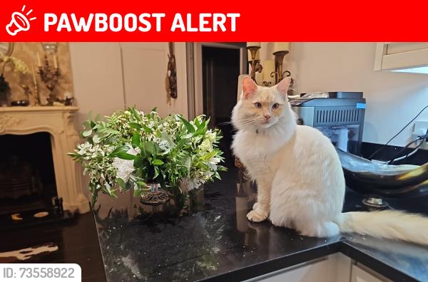 Lost Male Cat last seen New malden, Greater London, England KT3 3RY