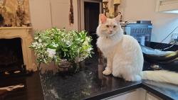 Lost Male Cat last seen New malden, Greater London, England KT3 3RY