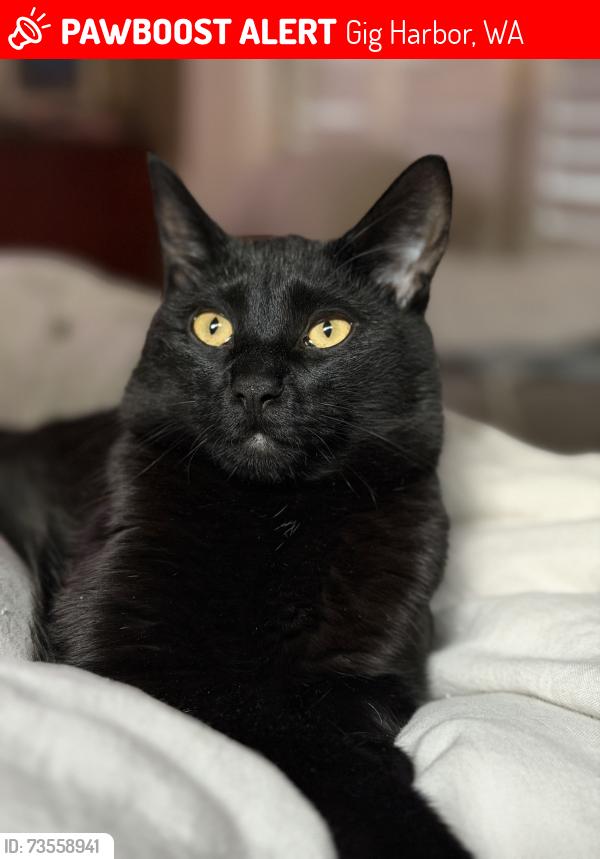 Lost Male Cat last seen 57th Ave, Gig Harbor, WA 98332