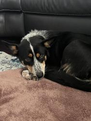 Found/Stray Female Dog last seen Bissonnet Blvd. 77083, Fort Bend County, TX 77407