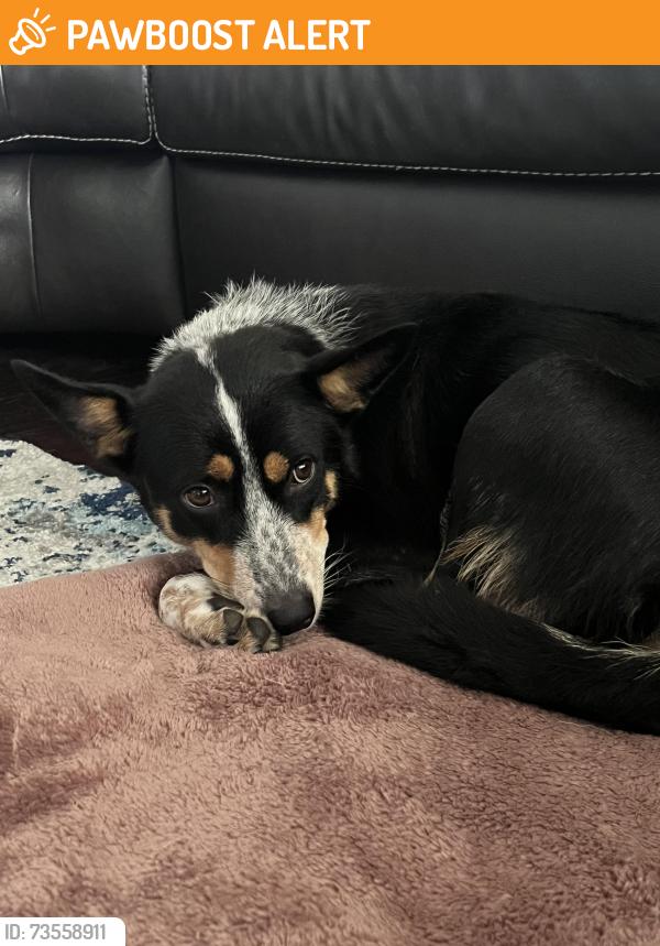 Found/Stray Female Dog last seen Bissonnet Blvd. 77083, Fort Bend County, TX 77407
