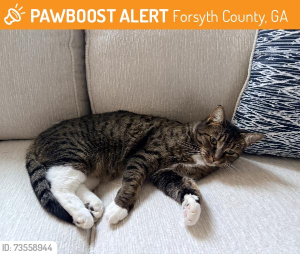 Found/Stray Female Cat last seen flt stone dr, Forsyth County, GA 30041