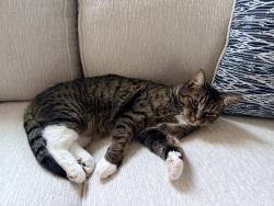 Found/Stray Female Cat last seen flt stone dr, Forsyth County, GA 30041