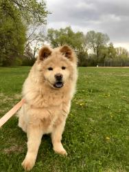 Lost Female Dog last seen Near Arlington Ave E, Saint Paul, MN 55130