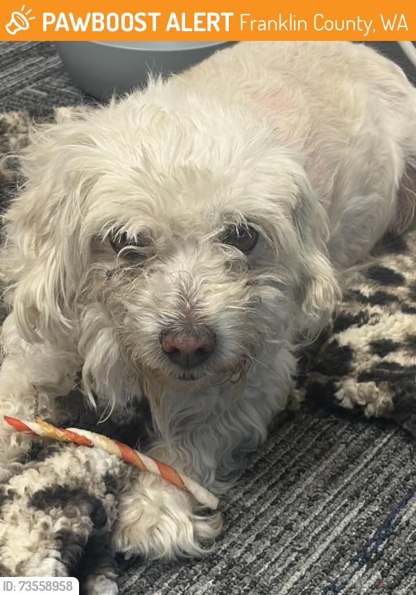 Found/Stray Unknown Dog last seen Rd 92, Franklin County, WA 99301