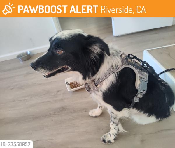 Found/Stray Male Dog last seen Mary street, Riverside, CA 92506