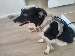 Found/Stray Male Dog last seen Mary street, Riverside, CA 92506