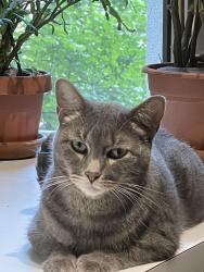 Lost Male Cat last seen Between ave b and c, New York, NY 10009