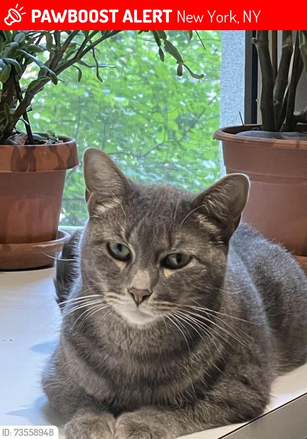 Lost Male Cat last seen Between ave b and c, New York, NY 10009