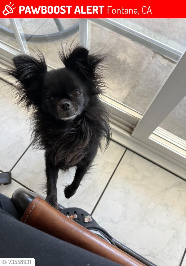 Lost Male Dog last seen Banana and Jurupa, Fontana, CA 92337