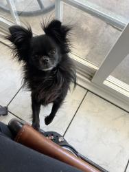 Lost Male Dog last seen Banana and Jurupa, Fontana, CA 92337