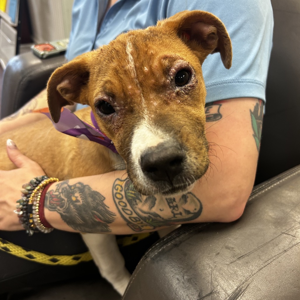 Shelter Stray Female Dog last seen , 2700 Walnut Pl, St. Louis, MO 63103, USA