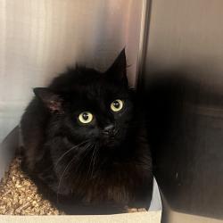 Shelter Stray Male Cat last seen , 1244 N Delsea Dr, Vineland, NJ 08360, USA