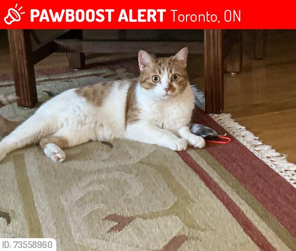 Lost Female Cat last seen Neilson Avenue and Kingston Rd., Toronto, ON M1M 2S2