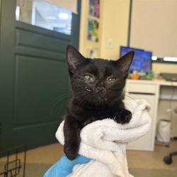 Shelter Stray Female Cat last seen , 361 S Raymond Ave, Pasadena, CA 91105, USA