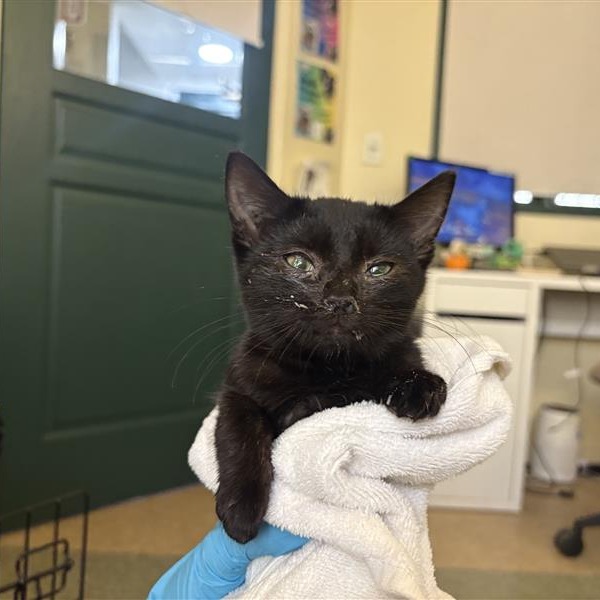 Shelter Stray Female Cat last seen , 361 S Raymond Ave, Pasadena, CA 91105, USA