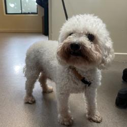 Shelter Stray Male Dog last seen , 361 S Raymond Ave, Pasadena, CA 91105, USA
