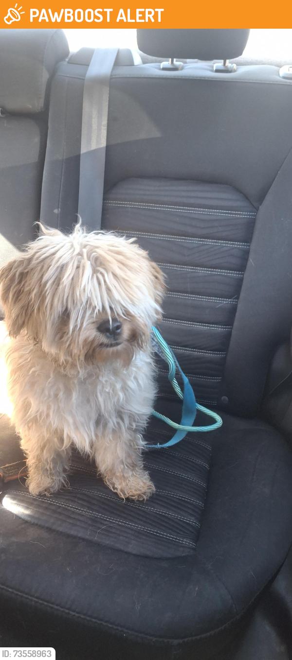 Found/Stray Male Dog last seen Berry and Valdai St, Saddle Rock Ridge, CO 80015