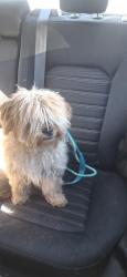 Found/Stray Male Dog last seen Berry and Valdai St, Saddle Rock Ridge, CO 80015