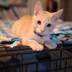 Shelter Stray Male Cat last seen , 8020 Washington St, Port Richey, FL 34668, USA