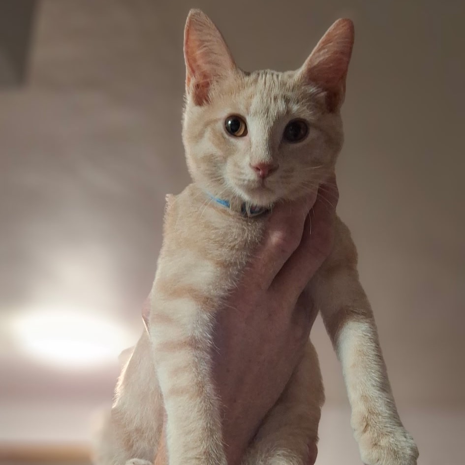 Shelter Stray Male Cat last seen , 8020 Washington St, Port Richey, FL 34668, USA