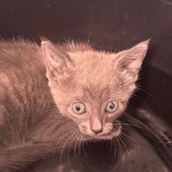 Shelter Stray Female Cat last seen , 3607 N Armenia Ave, Tampa, FL 33607, USA