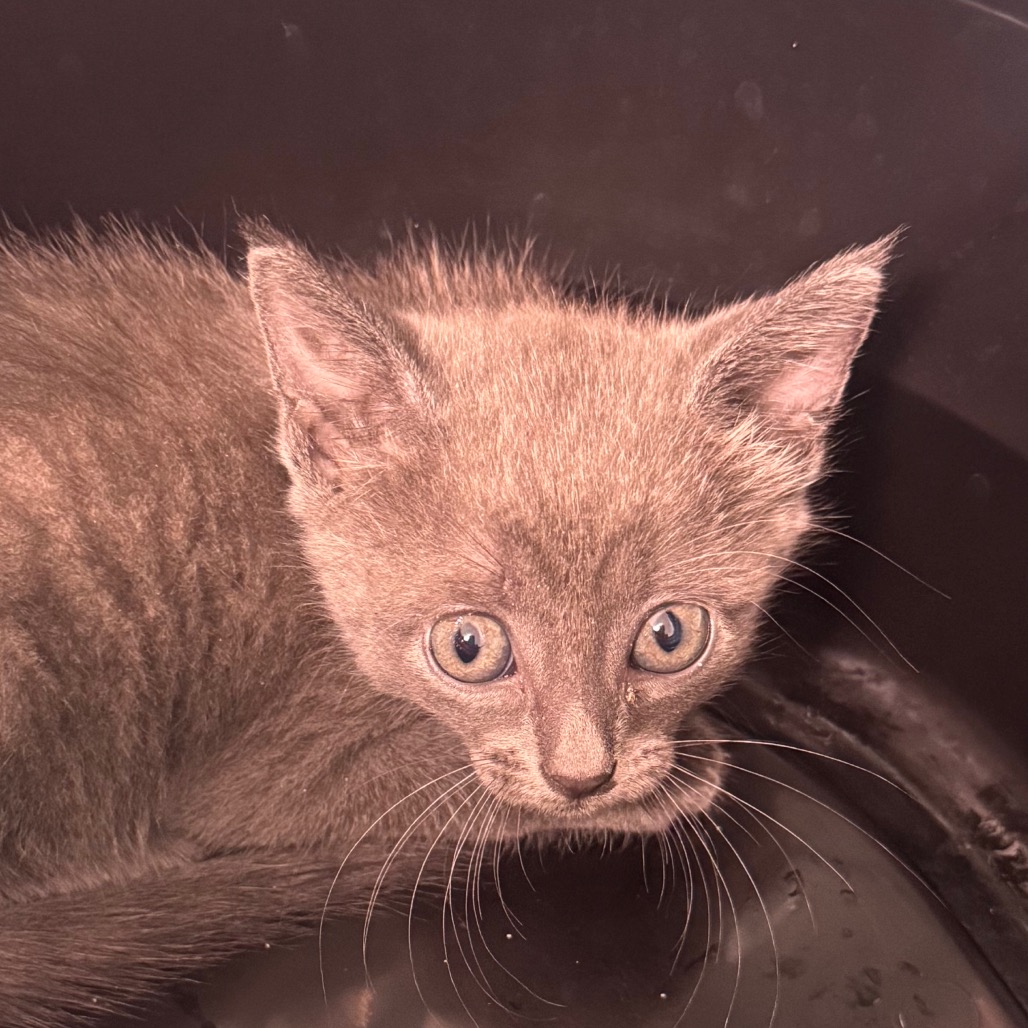 Shelter Stray Female Cat last seen , 3607 N Armenia Ave, Tampa, FL 33607, USA