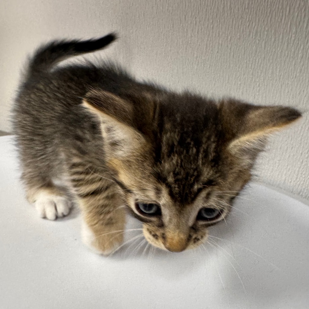 Shelter Stray Male Cat last seen , 3607 N Armenia Ave, Tampa, FL 33607, USA