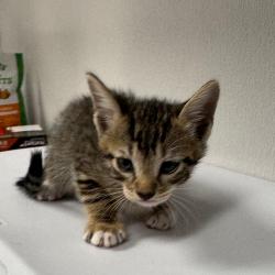 Shelter Stray Male Cat last seen , 3607 N Armenia Ave, Tampa, FL 33607, USA