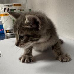 Shelter Stray Male Cat last seen , 3607 N Armenia Ave, Tampa, FL 33607, USA