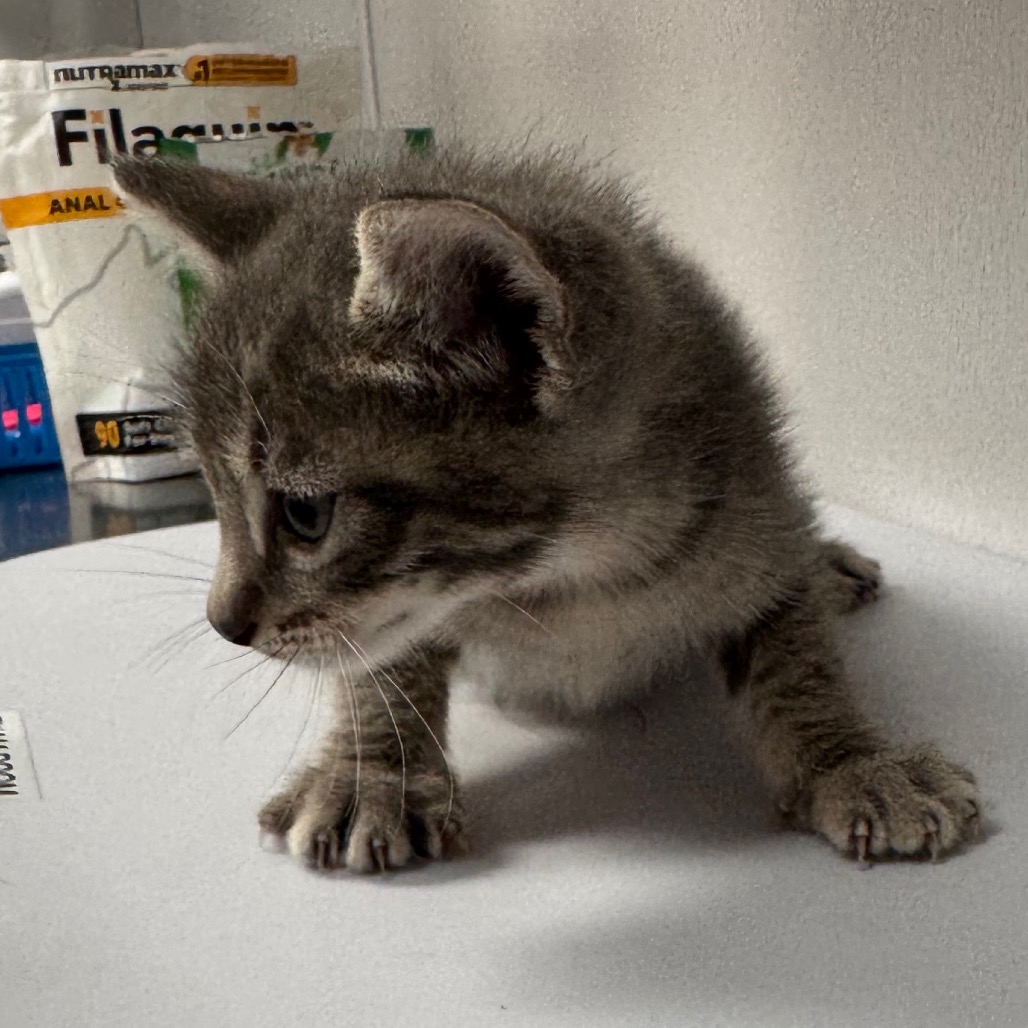 Shelter Stray Male Cat last seen , 3607 N Armenia Ave, Tampa, FL 33607, USA