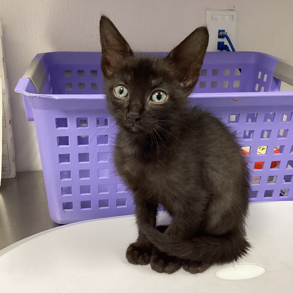 Shelter Stray Male Cat last seen , 3607 N Armenia Ave, Tampa, FL 33607, USA