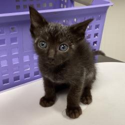 Shelter Stray Male Cat last seen , 3607 N Armenia Ave, Tampa, FL 33607, USA