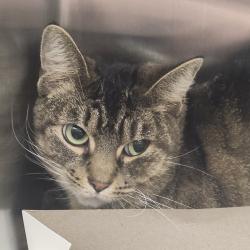 Shelter Stray Female Cat last seen , 3607 N Armenia Ave, Tampa, FL 33607, USA