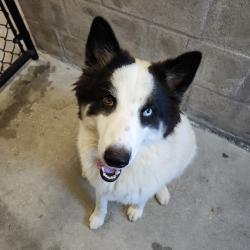 Shelter Stray Female Dog last seen , 3607 N Armenia Ave, Tampa, FL 33607, USA