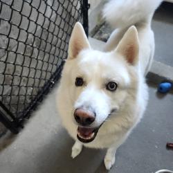 Shelter Stray Male Dog last seen , 3607 N Armenia Ave, Tampa, FL 33607, USA