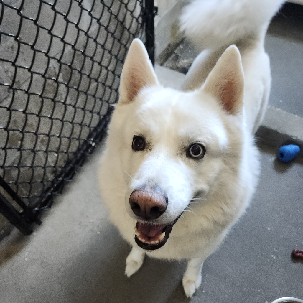 Shelter Stray Male Dog last seen , 3607 N Armenia Ave, Tampa, FL 33607, USA
