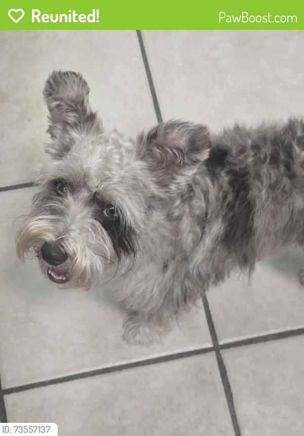 Reunited Male Dog last seen Edgefield St near Maxdale Elementary, Killeen, TX 76549