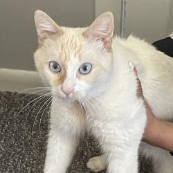 Shelter Stray Male Cat last seen , 124 Evergreen Ave, Newark, NJ 07114, USA