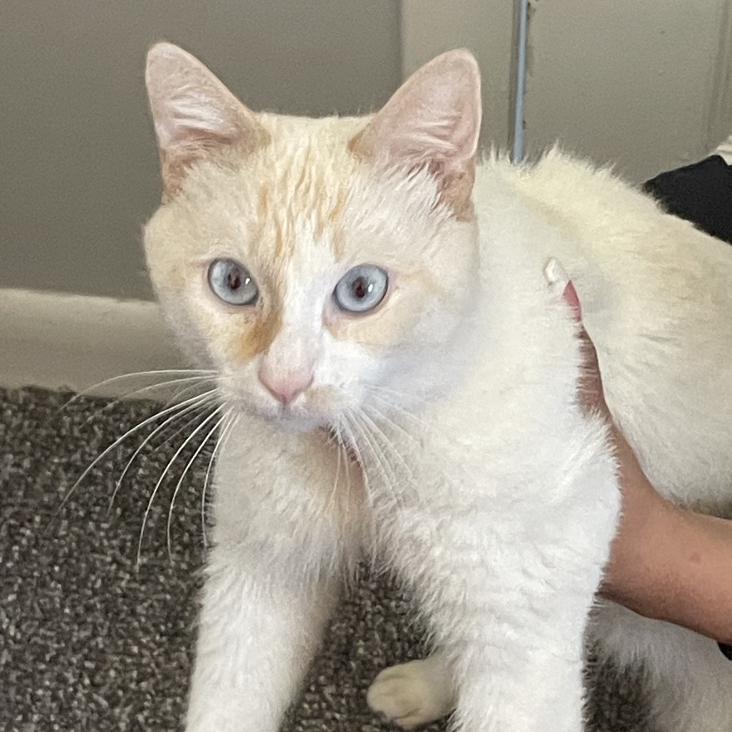 Shelter Stray Male Cat last seen , 124 Evergreen Ave, Newark, NJ 07114, USA