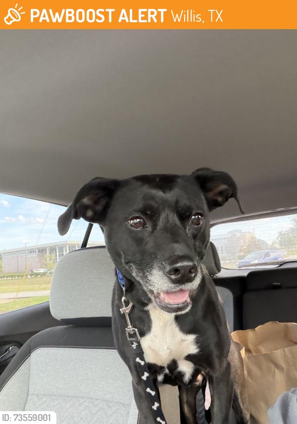Found/Stray Female Dog last seen Long Street Willis, Tx 77378, Willis, TX 77378