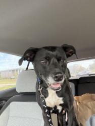 Found/Stray Female Dog last seen Long Street Willis, Tx 77378, Willis, TX 77378