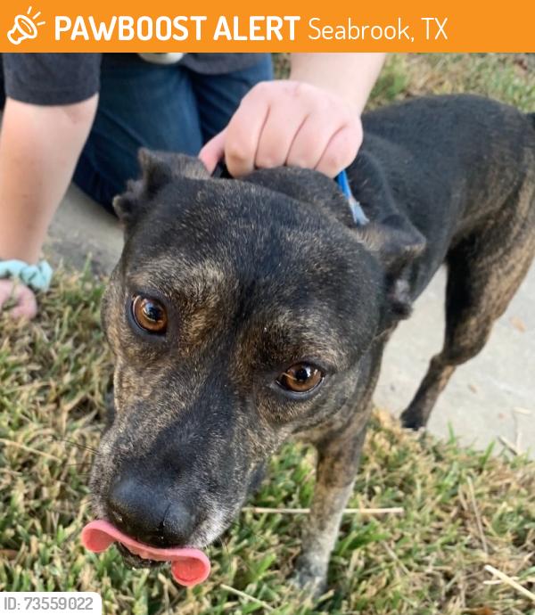 Found/Stray Female Dog last seen dairy queen, Seabrook, TX 77586