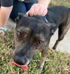 Found/Stray Female Dog last seen dairy queen, Seabrook, TX 77586