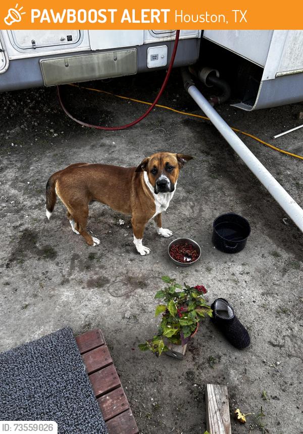Found/Stray Male Dog last seen Greens by you drive in Normandy, Houston, TX 77015