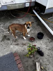 Found/Stray Male Dog last seen Greens by you drive in Normandy, Houston, TX 77015