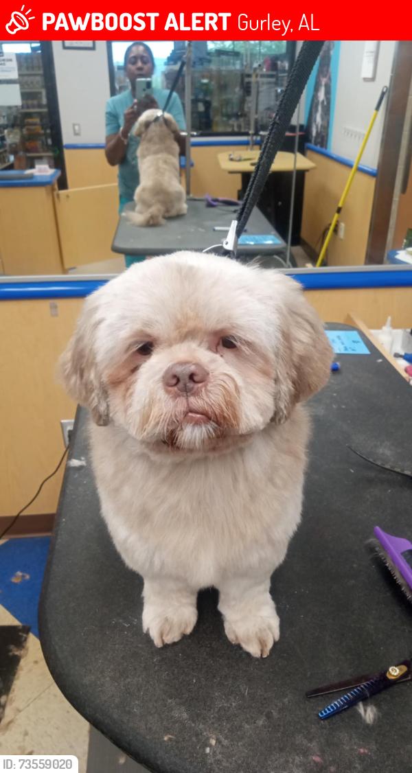 Lost Male Dog last seen Near county road 103 35748, Gurley, AL 35748