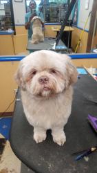 Lost Male Dog last seen Near county road 103 35748, Gurley, AL 35748