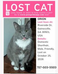Lost Male Cat last seen Riverside drive, Gainesville, GA 30501